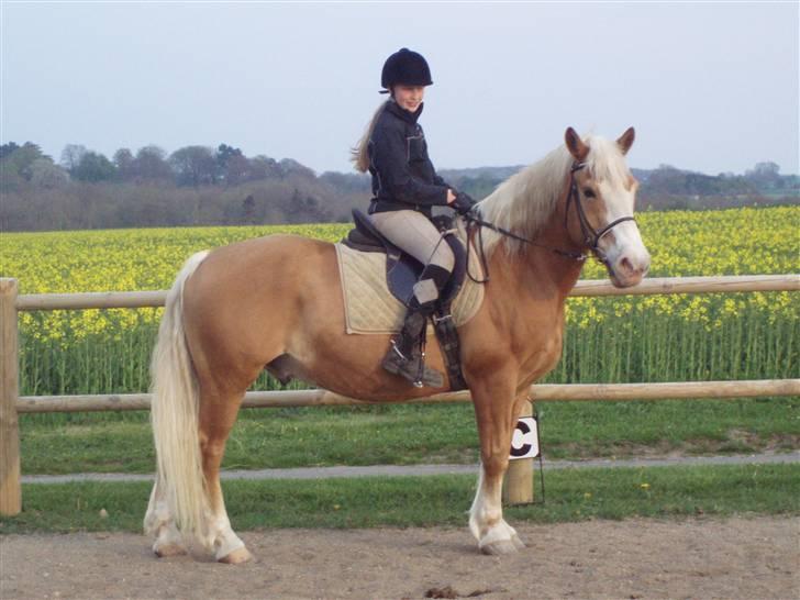 Haflinger Moses - NYT: foto amalie billede 10