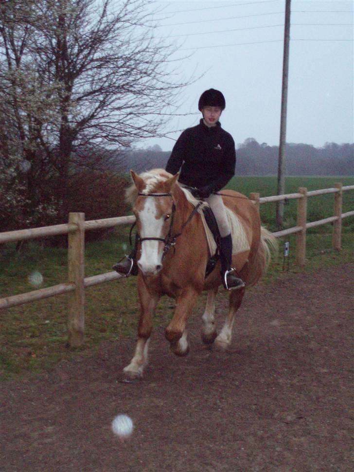 Haflinger Moses - trav billede 13