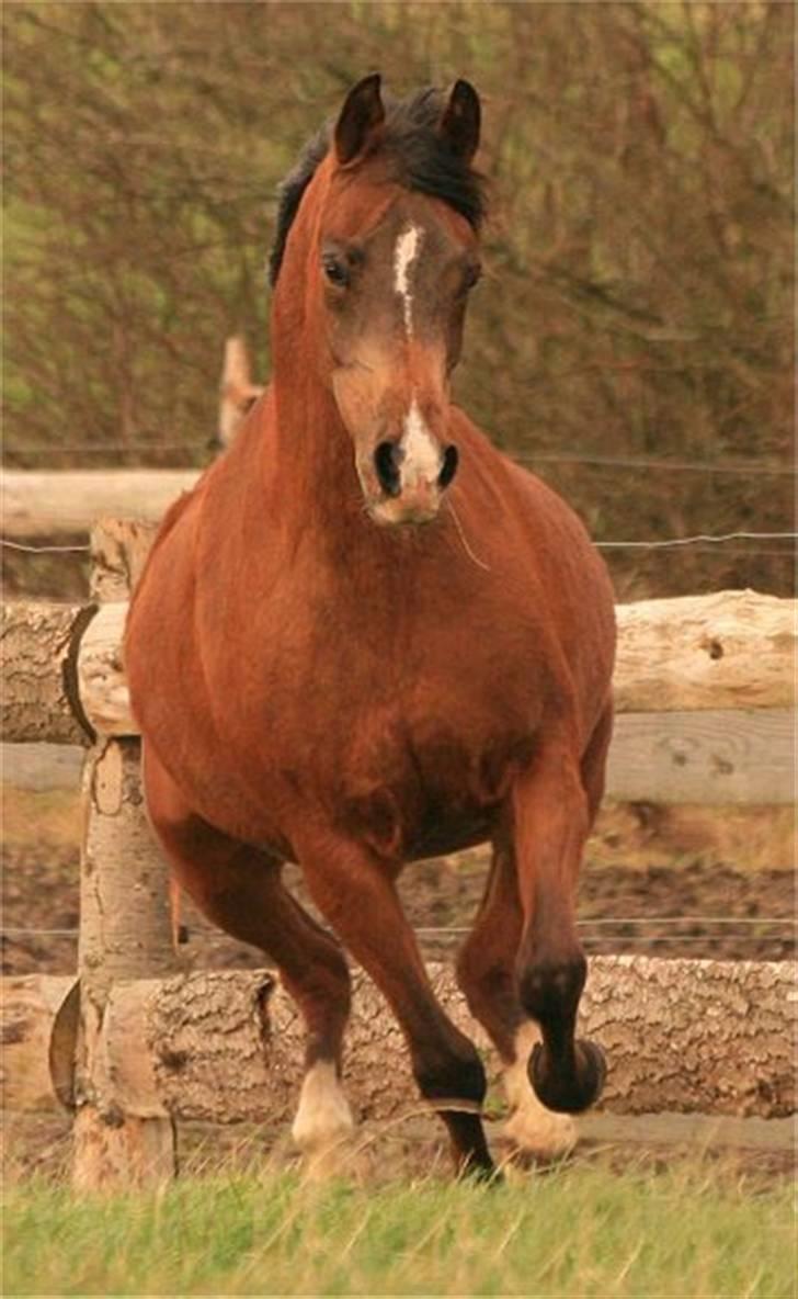 Arabisk fuldblod (OX) Wimpy - PENSIONERET - billede 19