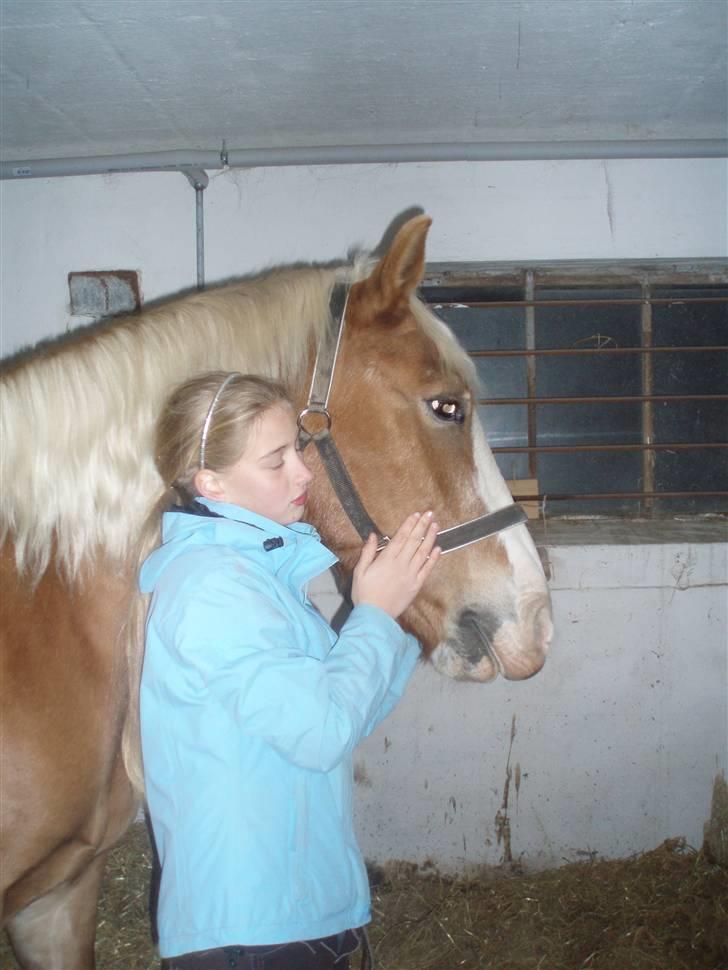 Haflinger Moses - <3 billede 15