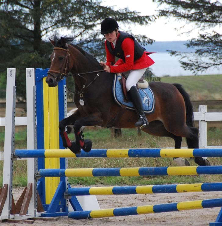 Anden særlig race Lotte<3 - foto: Loise nielsen <3 billede 6