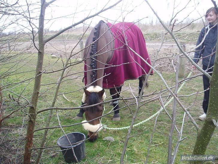 Anden særlig race Bruno, savner dig :'( <3 - Savner dig så ufattelig meget :´( billede 11