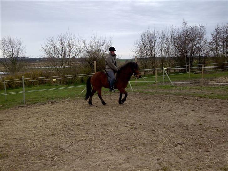 Islænder Jörp fra Tremhuse *solgt* - Jörp og Eva billede 8