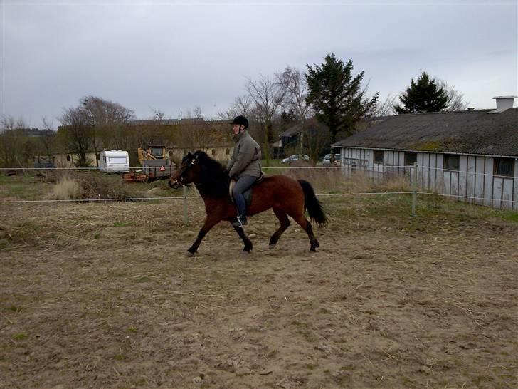 Islænder Jörp fra Tremhuse *solgt* - Jörp og Eva billede 9