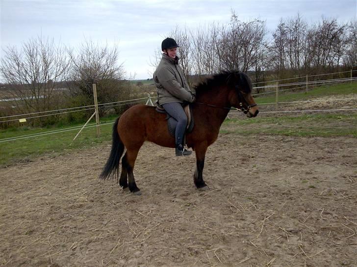 Islænder Jörp fra Tremhuse *solgt* - Jörp og Eva billede 11