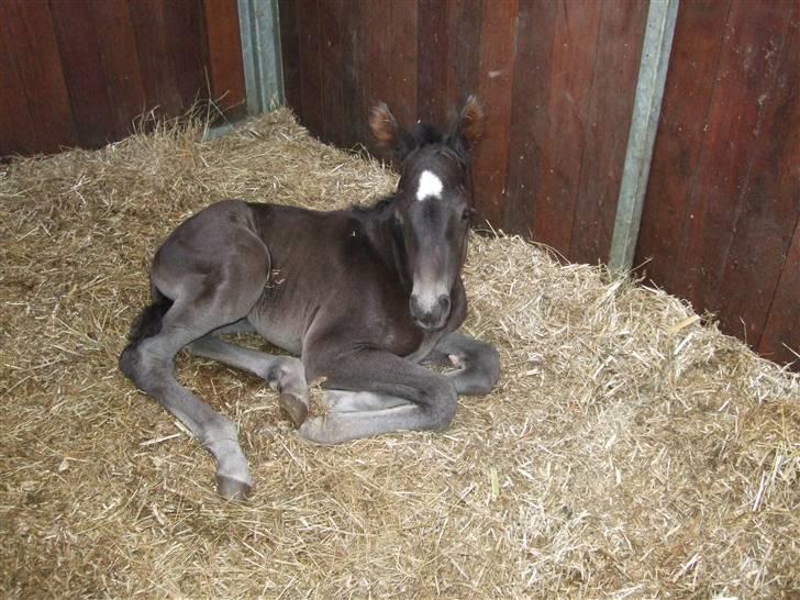 Dansk Varmblod StaldArthur´s Black Uno  billede 1