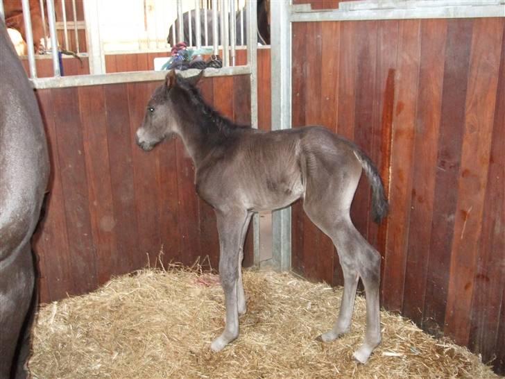 Dansk Varmblod StaldArthur´s Black Uno  billede 2