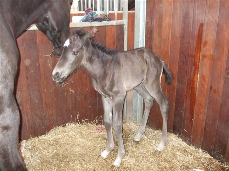 Dansk Varmblod StaldArthur´s Black Uno  billede 3