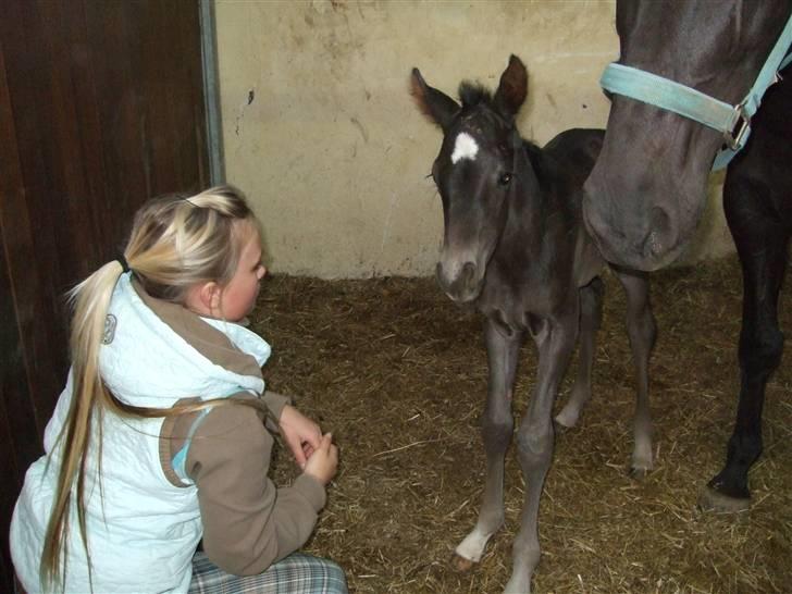 Dansk Varmblod StaldArthur´s Black Uno  billede 5