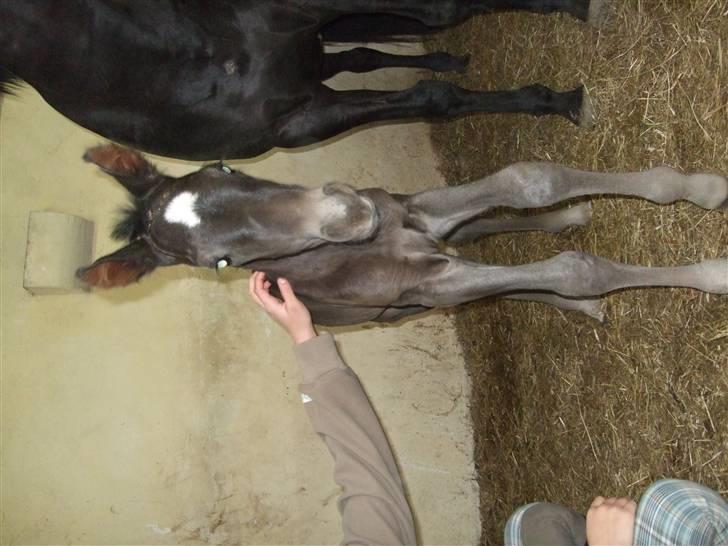 Dansk Varmblod StaldArthur´s Black Uno  billede 6