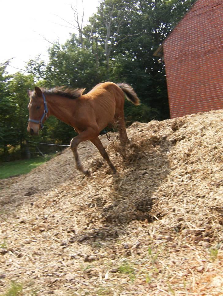 Anden særlig race Kings Champion. ( SOLGT ) - leger i mødingen billede 10
