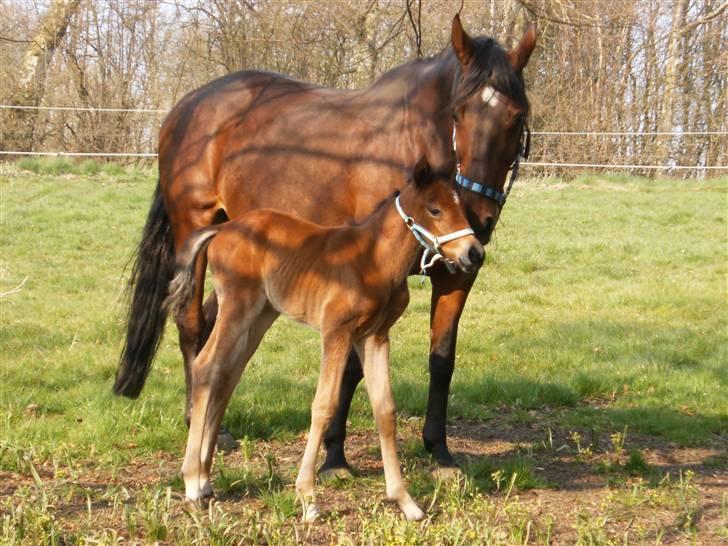 Anden særlig race Kings Champion. ( SOLGT ) - mor og søn billede 11
