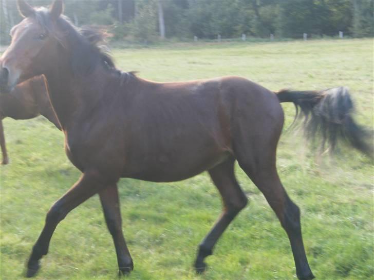 Anden særlig race Kings Champion. ( SOLGT ) billede 12