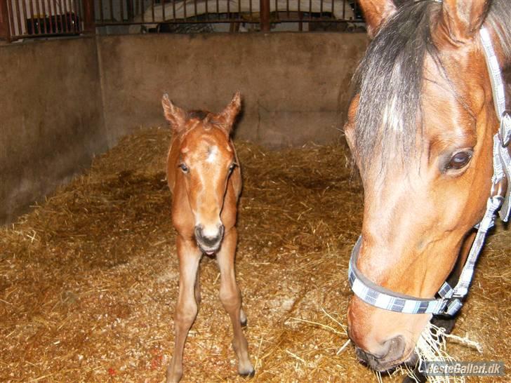 Anden særlig race Kings Champion. ( SOLGT ) - Frække Bølle rækker tunge ;P billede 13