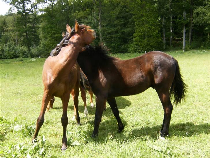 Anden særlig race Kings Champion. ( SOLGT ) - Leger ;) billede 14