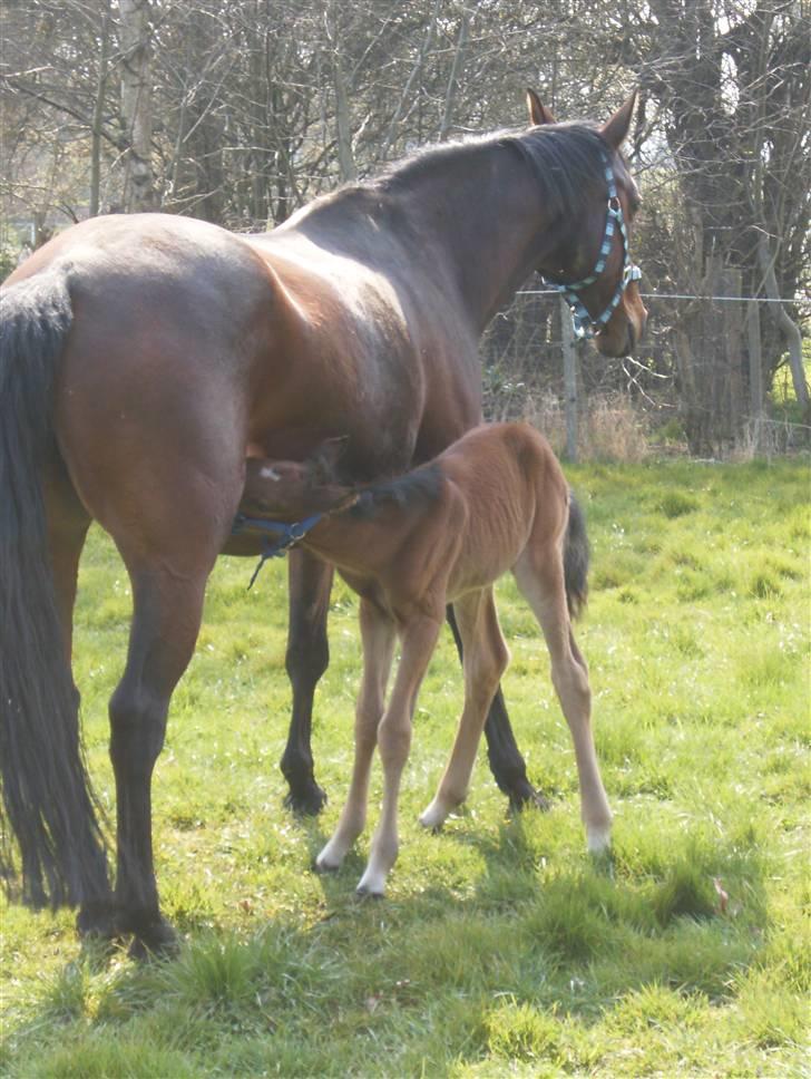 Anden særlig race Kings Champion. ( SOLGT ) - spisetid  billede 15