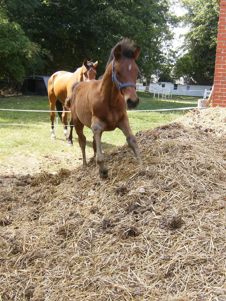Anden særlig race Kings Champion. ( SOLGT ) billede 16