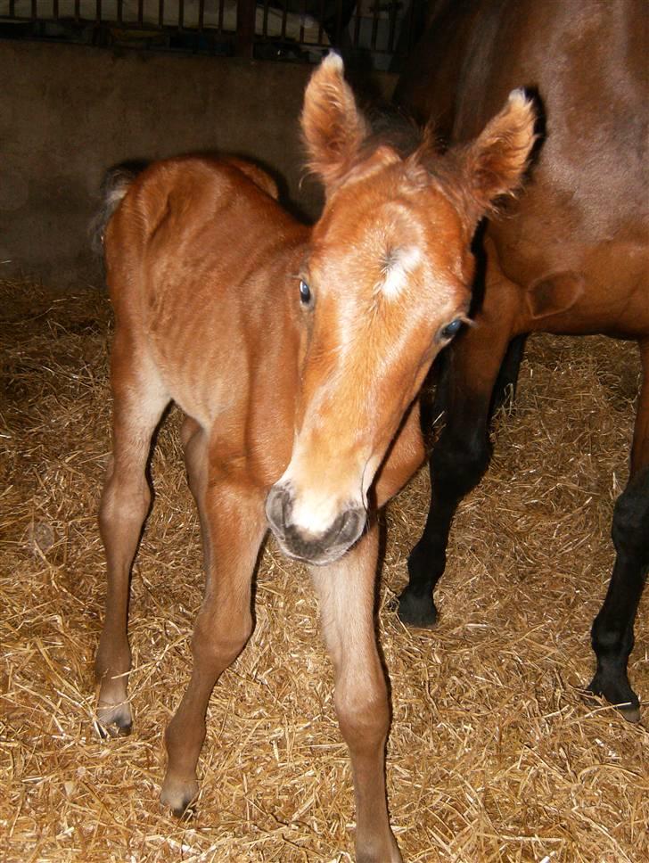 Anden særlig race Kings Champion. ( SOLGT ) billede 17