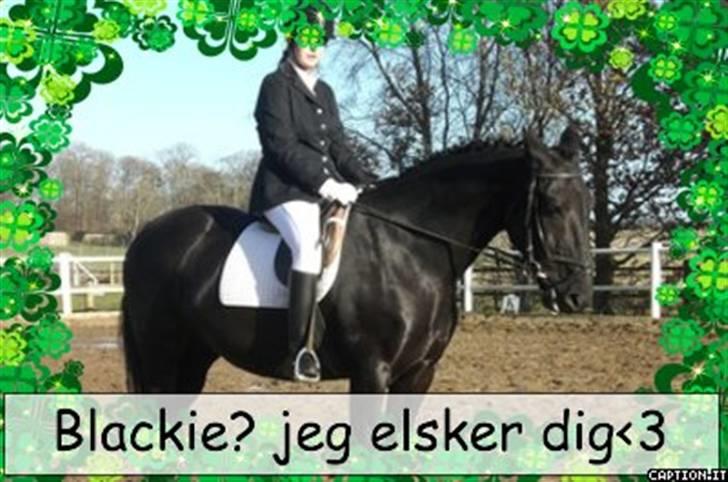 Anden særlig race Blackie billede 7