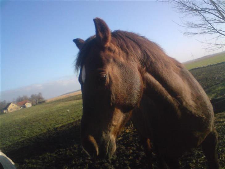 {{currentPhoto.altText}} billede {{currentPhoto.number}}