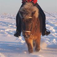 Islænder Glitfaxi SOLGT