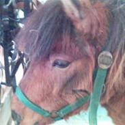 Shetlænder Lukas ( gammel part)