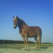 Anden særlig race Max <'33