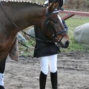 New Forest Feldholm's Primo<3 R.I.P