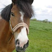 Anden særlig race Moonlight ( SOLGT) <3