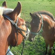 Anden særlig race Max <'33