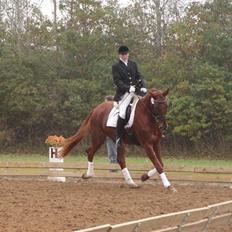 Dansk Varmblod Melody Macohl