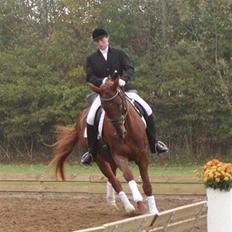 Dansk Varmblod Melody Macohl