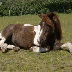 Anden særlig race Kiwi R.I.P