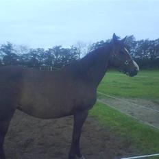 Dansk Varmblod Attaché(GL.part)