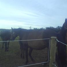 Dansk Varmblod Attaché(GL.part)