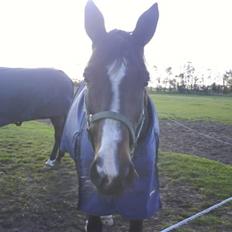 Dansk Varmblod Attaché(GL.part)