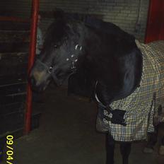 Anden særlig race Faithfull Frenchy