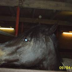 Anden særlig race Faithfull Frenchy