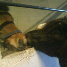 Anden særlig race Max SOLGT