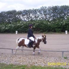 Anden særlig race BILLY BOY