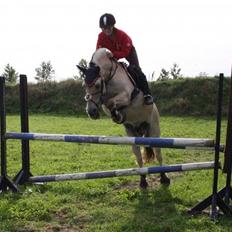 Fjordhest Laika Romeó(solgt)