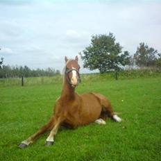 Welsh Pony (sec B) Bjerregårds Fighter(Solgt