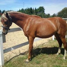 Welsh Pony (sec B) Bjerregårds Fighter(Solgt