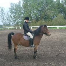 Anden særlig race Constantin