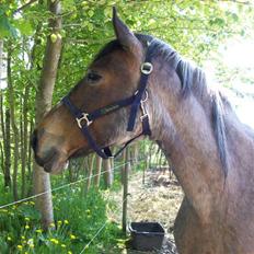 Anden særlig race Tøsen