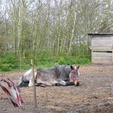 Anden særlig race Tøsen