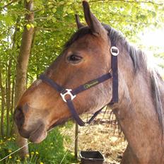 Anden særlig race Tøsen