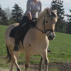 Fjordhest Simba <3 solgt