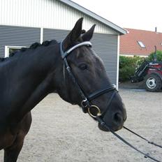 Dansk Varmblod Feli Rex