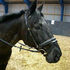 Dansk Varmblod Feli Rex